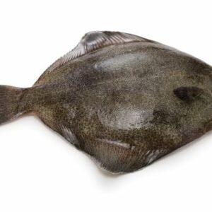 flet &agrave; oeil stri&eacute; ( Pleuronichthys cornutus )