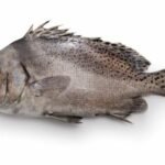 gaterins (Plectorhinchus cinctus)