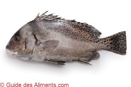 gaterins (Plectorhinchus cinctus)