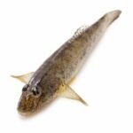 gobie à nageoires jaunes