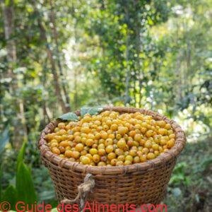 grains de caf&eacute; Bourbon jaunes m&ucirc;rs