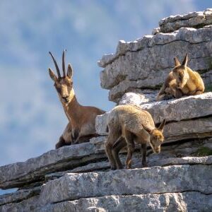 isard ou izard (Rupicapra pyrenaica)
