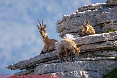isard ou izard (Rupicapra pyrenaica)