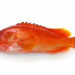 mérou à pointes noires