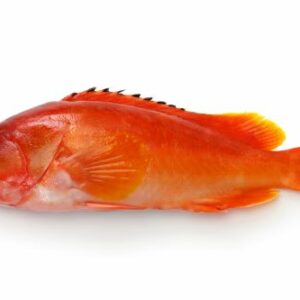 m&eacute;rou &agrave; pointes noires