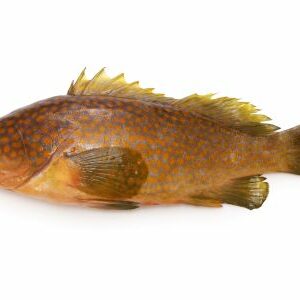 m&eacute;rou de Hong Kong ( Epinephelus akaara )