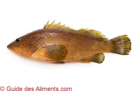 mérou de Hong Kong ( Epinephelus akaara )