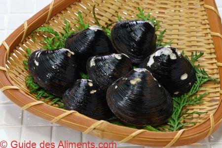 palourde bleue japonaise