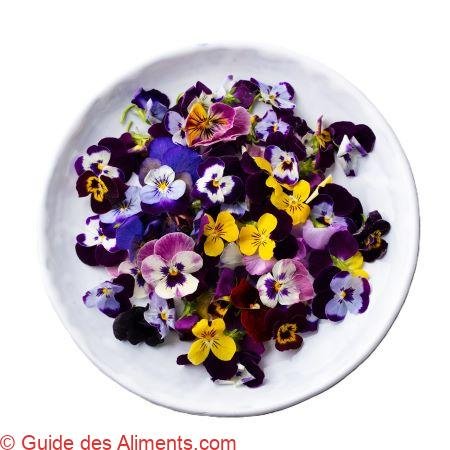 pensée des champs ou la violette des champs (Viola arvensis)