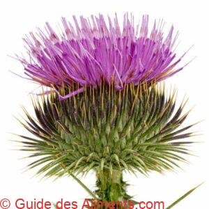 Chardon-Marie (Silybum marianum)