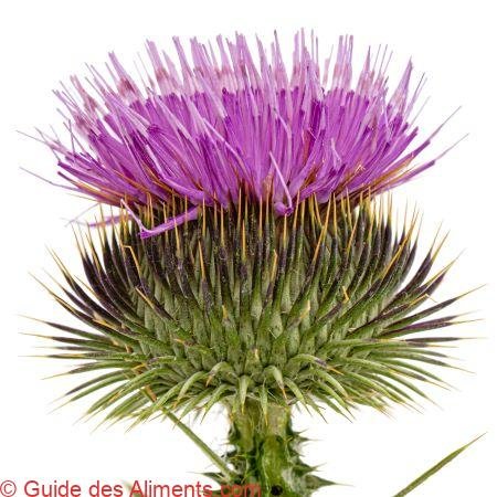 Chardon-Marie (Silybum marianum)