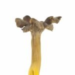 Craterellus lutescens