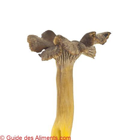 Craterellus lutescens