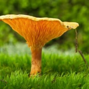 Hygrophoropsis aurantiaca