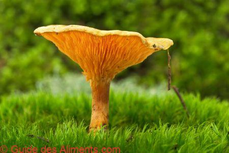 Hygrophoropsis aurantiaca