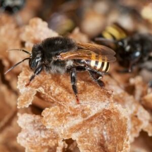 Miel de Mandaçaia (Melipona quadrifasciata)