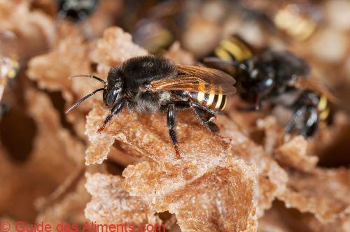 Miel de Mandaçaia (Melipona quadrifasciata)