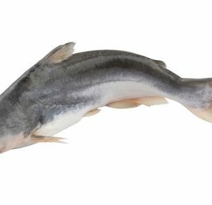 Pangasius