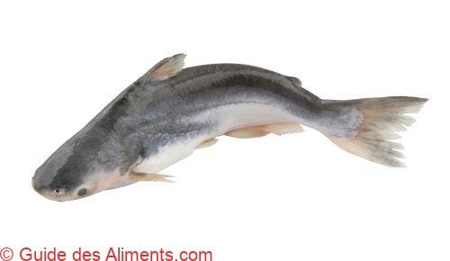 Pangasius