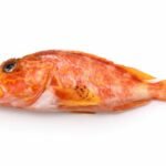 Sébaste rouge à barres jaunes ou Ayame Kasago