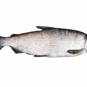 cor&eacute;gone lavaret, lavaret (Coregonus lavaretus)