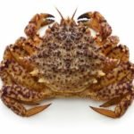 kurigani ou helmet crab