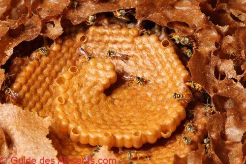 miel de de yateí (Tetragonisca angustula)