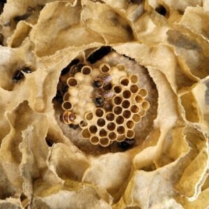 miel des abeilles sans dard (Melipona bicolor)