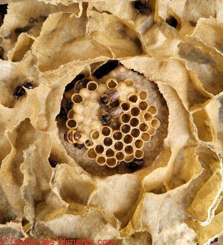 miel des abeilles sans dard (Melipona bicolor)
