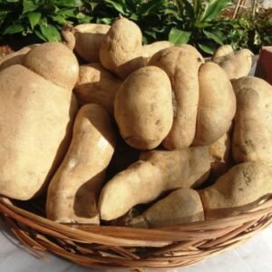 racines de Chayote (Sechium edule)