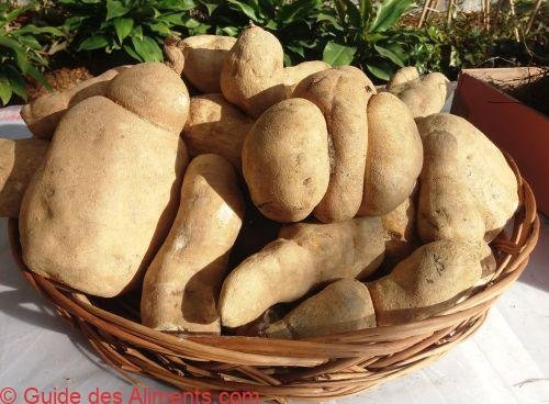 racines de Chayote (Sechium edule)