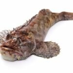 Cottidés ou Sculpin ou Kajika au japon