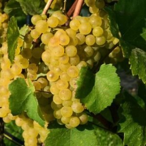 Grüner Veltliner