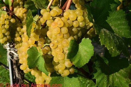 Grüner Veltliner