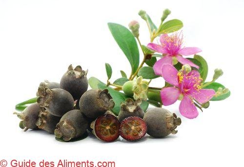 Rhodomyrtus tomentosa