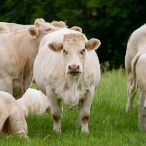 Vache charolaise