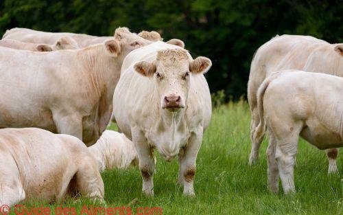 Vache charolaise