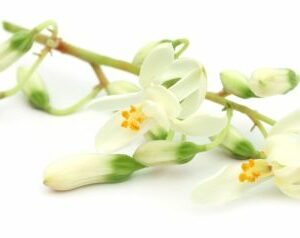 fleur de moringa