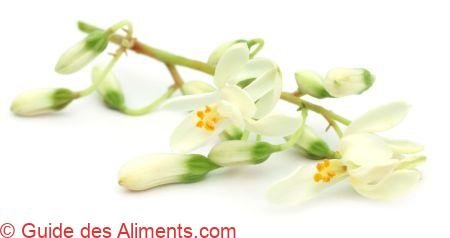fleur de moringa