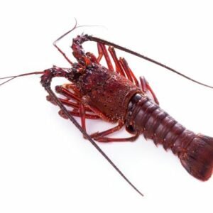 langouste japonaise (Panulirus japonicus)