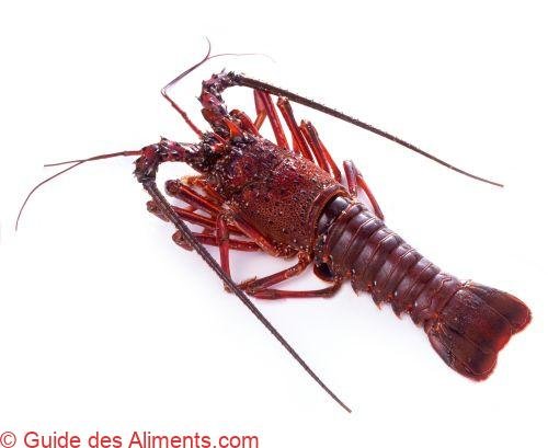 langouste japonaise (Panulirus japonicus)