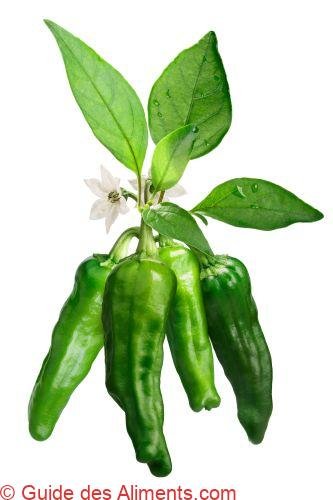 piment Shishito