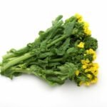 pousses de colza ou Nanohana