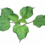 ramie ou ortie de Chine (Boehmeria nivea)