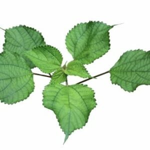ramie ou ortie de Chine (Boehmeria nivea)
