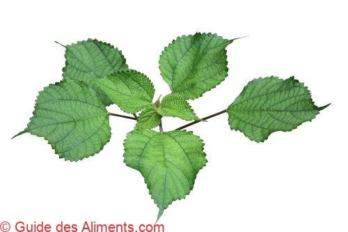ramie ou ortie de Chine (Boehmeria nivea)