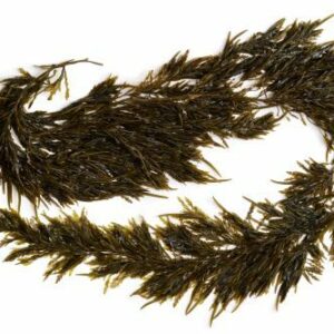 Akamoku (Sargassum Horneri)