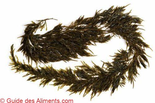 Akamoku (Sargassum Horneri)