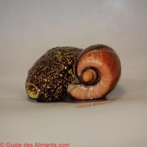 Cymbium olla
