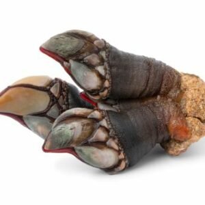 Pouce-pied